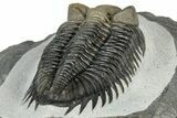 Multi-Toned Coltraneia Trilobite Fossil - Top Quality Specimen #300546-5